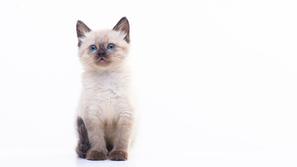 Close up portrait of funny curious Siamese cat looking at the camera attentive isolated on a white...