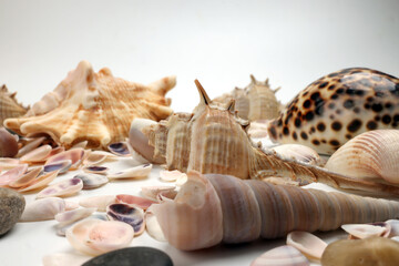 sea shell triton murex conchs bivalves tellins  scallops tulip star natica tun cowrie on white background copy text border frame