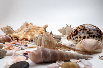 sea shell triton murex conchs bivalves tellins  scallops tulip star natica tun cowrie on white background copy text border frame