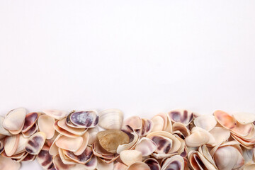 sea shell triton murex conchs bivalves tellins  scallops tulip star natica tun cowrie on white background copy text border frame