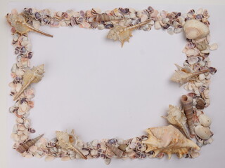 Obraz na płótnie Canvas sea shell triton murex conchs bivalves tellins scallops tulip star natica tun cowrie on white background copy text border frame