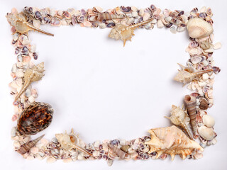 sea shell triton murex conchs bivalves tellins  scallops tulip star natica tun cowrie on white...