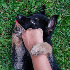 A German Shepherd puppy plays with a lady's hand with painted nails