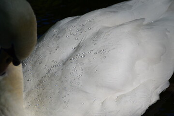 close up of a swan