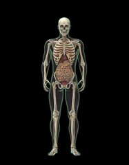 人間の骨格と内蔵