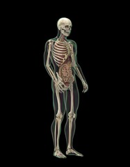 人間の骨格と内蔵