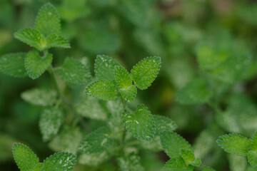 ミントの葉っぱ