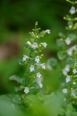 赤坂4丁目のカラミント