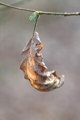 dried leaf on a tree