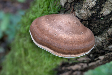 Birch Polypore, Piptoporus betulinus, mature bracket growing on silver birch,..Norfolk, October © David