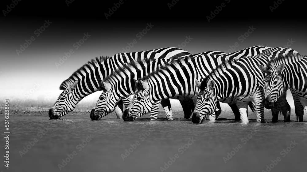 Wall mural black and white, artistically stylized photograph of zebra heads lined up and drinking from a wateri