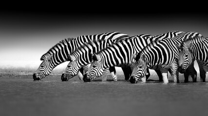 Black and white, artistically stylized photograph of zebra heads lined up and drinking from a watering can against a blurry dark background.  African wild animals in monochrome. Nxai Pan, Botswana.