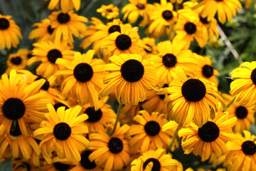 Viele Blüten vom Sonnenhut (Rudbeckia fulgida) im Garten