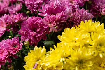 Yellow and red chrysanthemums in a flower.