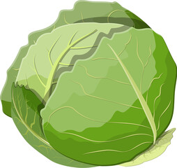 Fresh cabbage with green leaves