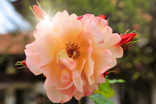 Rosa Rose mit vielen Knospen blüht im Garten