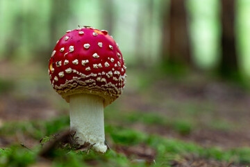 Amanitas mushrooms grow in the autumn forest, on a green moss.