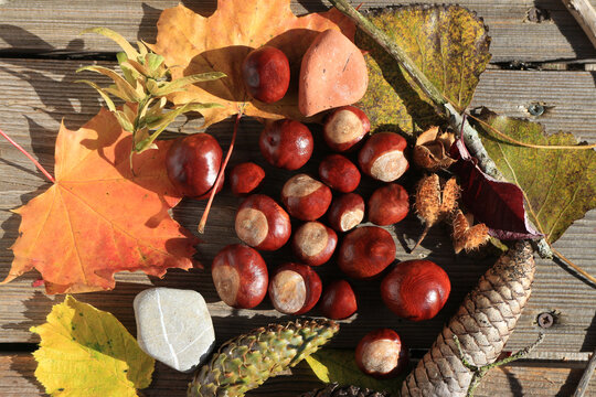 Herbstdekoration auf Holztisch mit Kastanien, Blättern, Zapfen, Bucheckern und Steinen