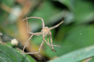 Natural Linyphia Triangularis Spider Macro Photo