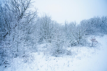 Winter forest, trees in the snow
