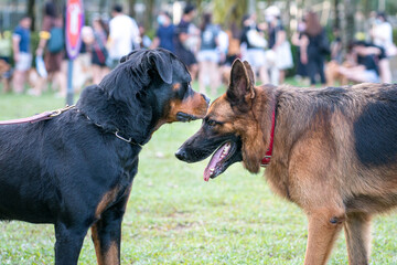 Rottweiler and German Shepherd dog facing each other in a public park. Dog socialising concept.