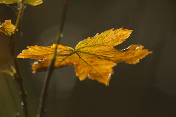 Maple leaf in a morning on the forest in autumn time, on a brown background.
