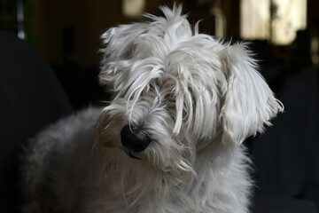 white quiet schnauzer hairy and calm