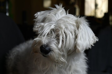 white quiet schnauzer hairy and calm