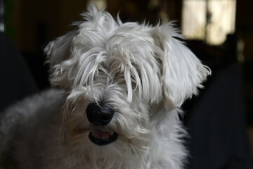 white quiet schnauzer hairy and calm