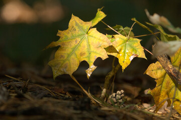 Maple leaf in a morning on the forest in autumn time, on a brown background.
