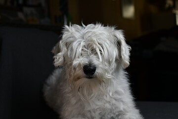 white quiet schnauzer hairy and calm