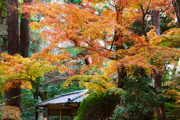 	紅葉シーズンの公園