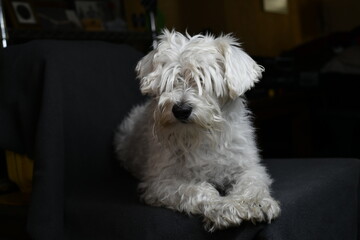 white quiet schnauzer hairy and calm