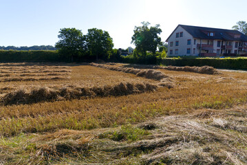 Freshly harvested grain field at rural village Kleinandelfingen on a sunny summer day. Photo taken July 12th, 2022, Andelfingen, Switzerland.