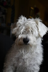 white quiet schnauzer hairy and calm