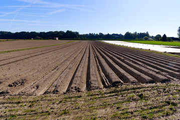 Freshly planted field with geometric furrows and hills on a sunny summer day at rural village...