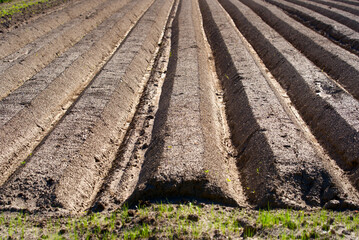 Freshly planted field with geometric furrows and hills on a sunny summer day at rural village...