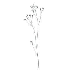 Hand drawn doodle plant. Doodle flower. Meadow flower. Pencil sketch.