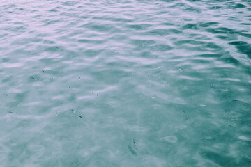 Playa de agua cristalina con peces. 