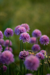 flowers in a field