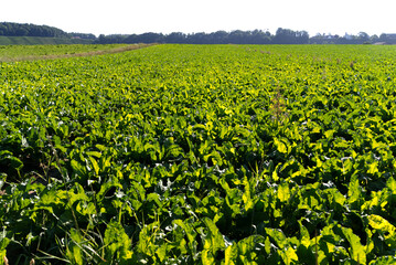 Sugar beet field at rural village Kleinandelfingen, Canton Zürich, on a sunny summer day. Photo...