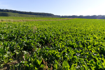 Sugar beet field at rural village Kleinandelfingen, Canton Zürich, on a sunny summer day. Photo taken July 12th, 2022, Kleinandelfingen, Switzerland.
