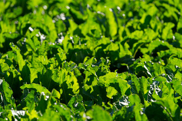 Close-up of sugar beet field at rural village Kleinandelfingen, Canton Zürich, on a sunny summer day. Photo taken July 12th, 2022, Kleinandelfingen, Switzerland.