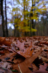 Cold wet autumn. Forest with close up of wet oak leaves on the ground, in the background trees with blurry yellow leaves. Sad melancholy dark scene. The Netherlands, Amersfoort 2021