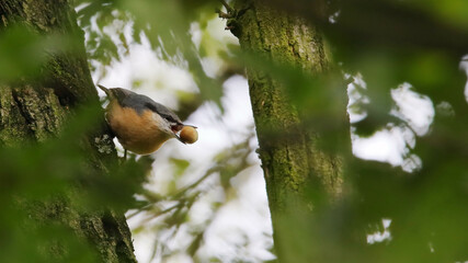 kowalik Nuthatch © Marek Polak