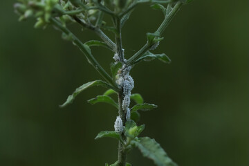 Mealybug insects on the plant, in the garden, in nature. Mealybug pest. Pest damage control. Mealybugs are insects in the family Pseudococcidae, unarmored scale insects found in moist, warm habitats.