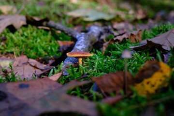 Close up of Pholiotina velata mushroom, Conocybe appendiculata. Forest floor with fall colors and moss. Selective focus blurry in background. The Netherlands, Doorn