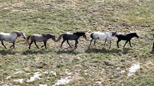 Epic Aerial Over Large Herd Of Wild Horses Running Galloping In Wild Nature Slow Motion Through Meadow Golden Hour Horse Breeding Ecology Exploration Power Concept 4K