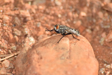 bicho, mosca, abeja, mariposa, flor, polen, primavera, polinización, 