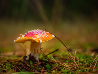 amanita mushroom in a woods, autumn season forest, close up photo with soft focus